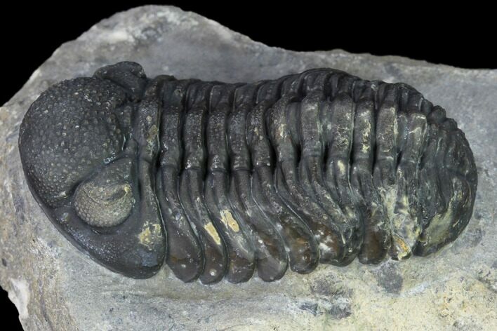 Detailed Morocops Trilobite - Ofaten, Morocco #165465